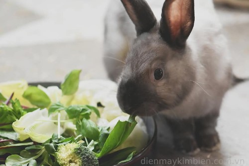 Các loại rau cho thỏ