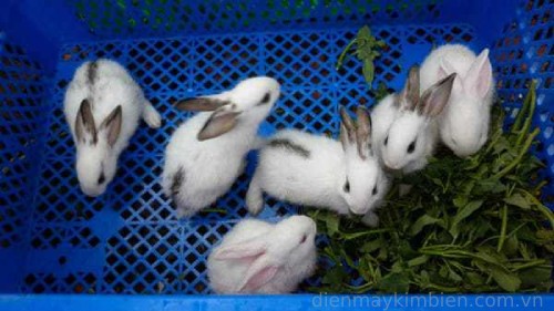 Kỹ thuật nuôi thỏ con