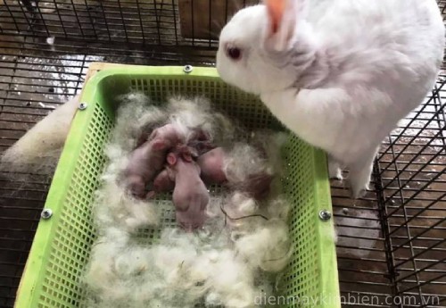 Kỹ thuật nuôi thỏ sinh sản